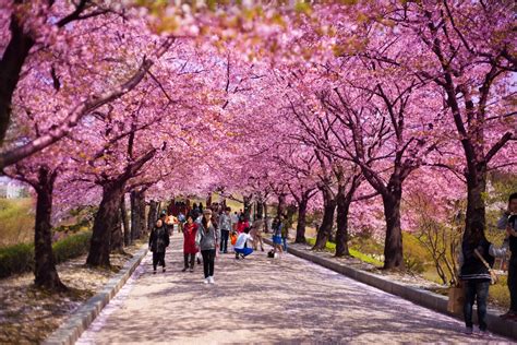 cherry blossom season korea